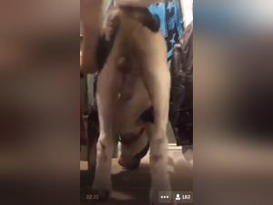 Deciphering Bestiality: Meaning & Impact