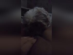 Bestiality and Zoophilia Sex Videos with Dogs