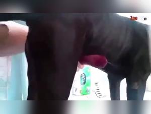 Bestial Encounter: Woman and Dog