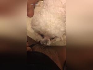 Bestiality Videos: Submissive Bitches and Mistresses