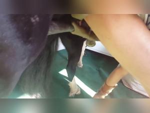 Zoophilie-Video mit einem Pferd