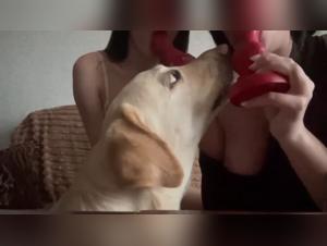 Exploring Bestiality Fantasies: Dogfuck in Focus