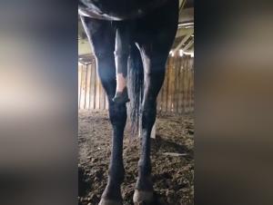 Untamed Desire Within the Stable Walls