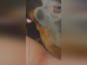 Dog Sex Video: An Intense Experience
