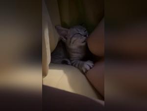 Unveiling Primal Instincts