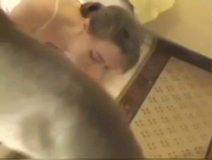 Simone - The ZooSchool Puppy: a must-see experience