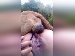 Passionate Bestiality: Stories and Animal Art in Porn Videos