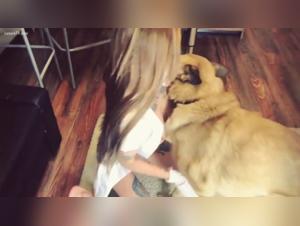 Understanding Beastiality