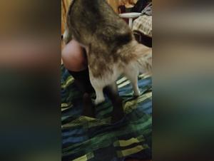 Bestiality: A Forbidden Encounter With A Dog