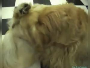Women and Dogs: Bestiality Sex Videos Not to Be Missed