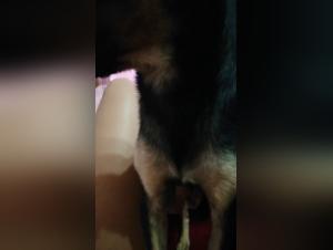 Bestiality with a Chihuahua - Part 1