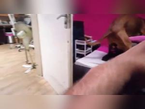 Forbidden Meeting: Woman and Dog