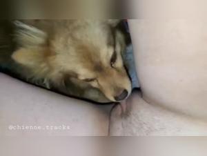 Video of zoophilia with a dog and a young woman of 18 years old