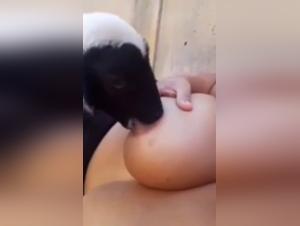 Luxe-Tierferme fur weibliche Tiere mit extreme Sex-Sensation: Feline und bestialitare sexuelle Lust