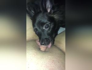 Submissive woman getting licked by a dog