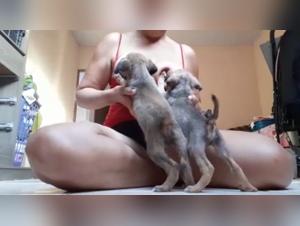 Bestiality Sex Video: female dog Breastfeeding Her Little