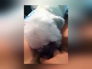 Dog Licking Videos: Discover the World of Bestiality