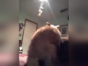 Explorando el mundo del Zoosex