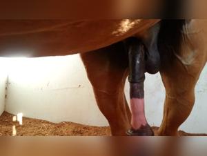 The Best Zoophilic Porn Videos: Your Exclusive Source