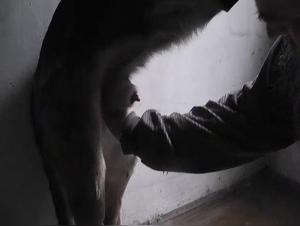 Bestiality: Men and Animals in Extreme Scenes