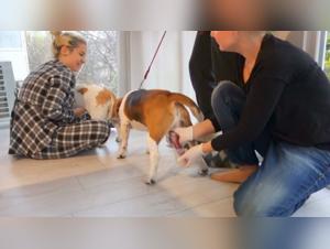 Collection of semen from beagle dogs