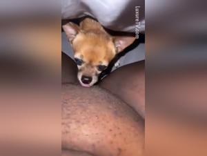 Bestiality Sex Video: A Unique Experience