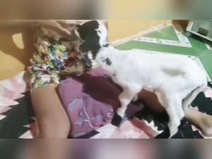 Delicias Animales: Descubriendo los Placer Prohibidos