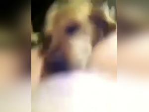 Forbidden Meeting: A Woman and Her Canine Lover, Lambida