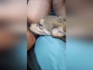 animalporno georgie dog