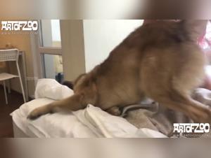 Hamsters at play with their owner, a wild story