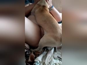 Woman subjected to a dog: an extreme bestiality video