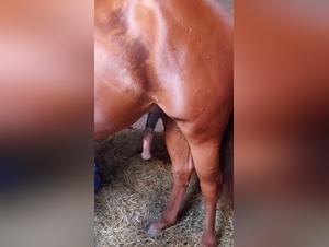 Bestialische Begegnung mit einem Pferd