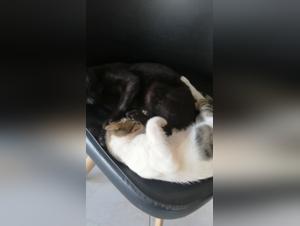 Tabus enthullen: Tierliche Intimitat