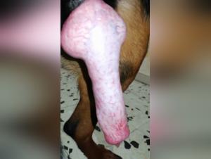 Bestiality Video - Huge Dog's Cock