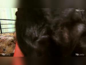 The Best Moments of Animal Sex with K9Lady Ashley