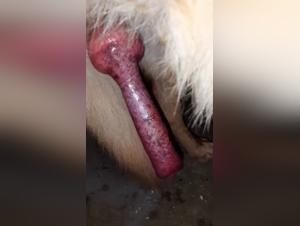 Woman and dog: a beastly encounter