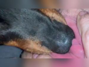 Video of Sex with a Dog