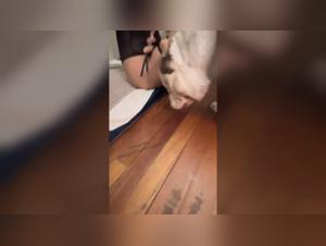 Young girl playing with large breed dogs : a hardcore zoophilia sex scene