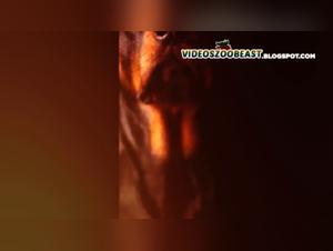 Women's Guide: How to Safely Indulge in Bestiality with a Dog