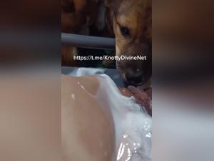 Untamed Canine Desires