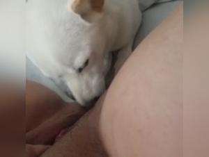 Shocking dog sex videos