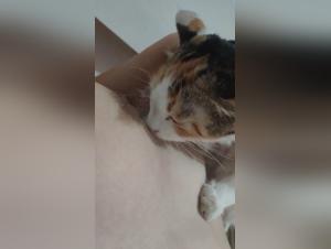 forbidden animal practices