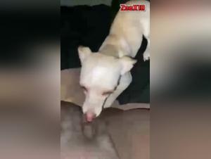 female dog subjected to canine ecstasy: a unique bestial experience