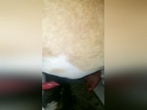 Amateur Video: Extreme Bestiality with a Dog