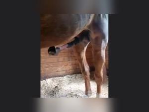 Horse in Excitement: A Bestial and Intense Encounter