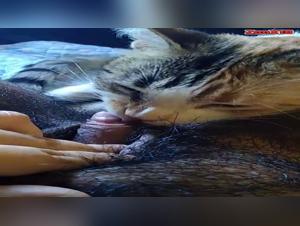 Zoophilia: A female dog submissive to her canine master