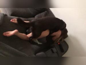 Hundsex - Extreme Bestialitat: Pornovideos mit Hundern