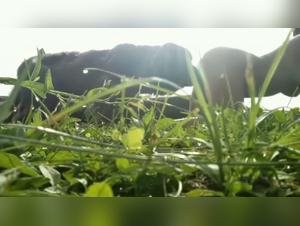 Libertine and beastly encounter with a dog