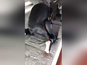 Bestiality Videos - Discover our selection of sex with animals