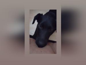 Restricted Bestiality Content